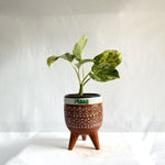 Money Plant Marble Queen