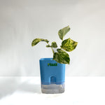 Money Plant Marble Queen