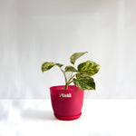Money Plant Marble Queen