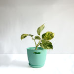 Money Plant Marble Queen