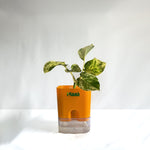 Money Plant Marble Queen