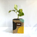Money Plant Marble Queen