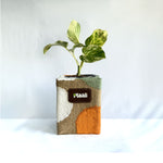 Money Plant Marble Queen