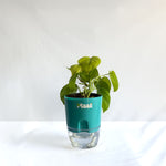 Money Plant Neon