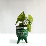 Money Plant Neon