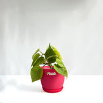 Money Plant Neon