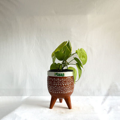Money Plant Neon