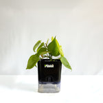 Money Plant Neon