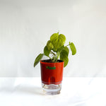 Money Plant Neon