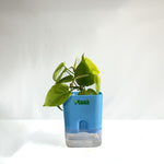 Money Plant Neon