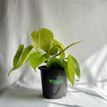 Money Plant Neon