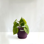 Money Plant Neon