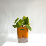 Money Plant Neon
