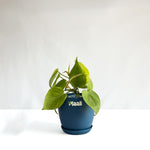 Money Plant Neon