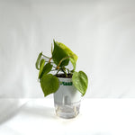 Money Plant Neon