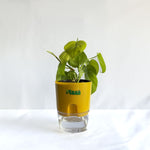 Money Plant Neon