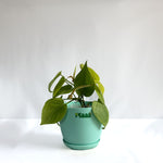 Money Plant Neon