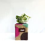 Money Plant N'Joy