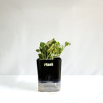 Money Plant N'Joy