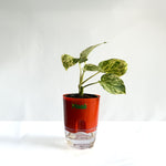 Money Plant Marble Queen