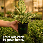 Aglaonema Snow White
