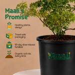 Aralia Dwarf