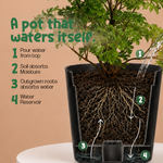 Aralia Dwarf