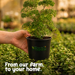Aralia Dwarf
