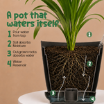 Areca Palm