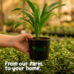 Areca Palm
