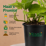 Money Plant Green
