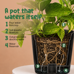 Money Plant Green