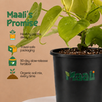 Money Plant Neon