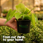 Money Plant Neon