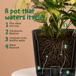Schefflera