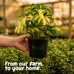 Schefflera
