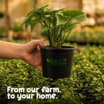 Syngonium White