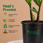 ZZ Plant