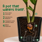 ZZ Plant