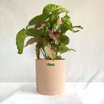 Syngonium Pink