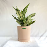 Aglaonema Snow White