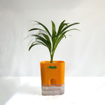 Areca Palm