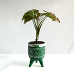 Syngonium Pink