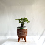 Syngonium White