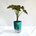 Syngonium Pink