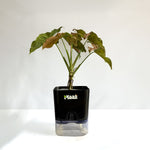 Syngonium Pink