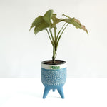 Syngonium Pink