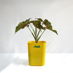 Syngonium Pink