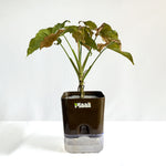 Syngonium Pink