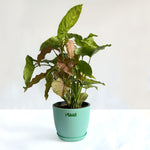 Syngonium Pink
